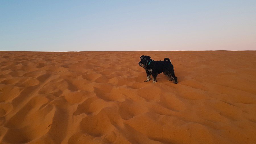 Dog in sahara