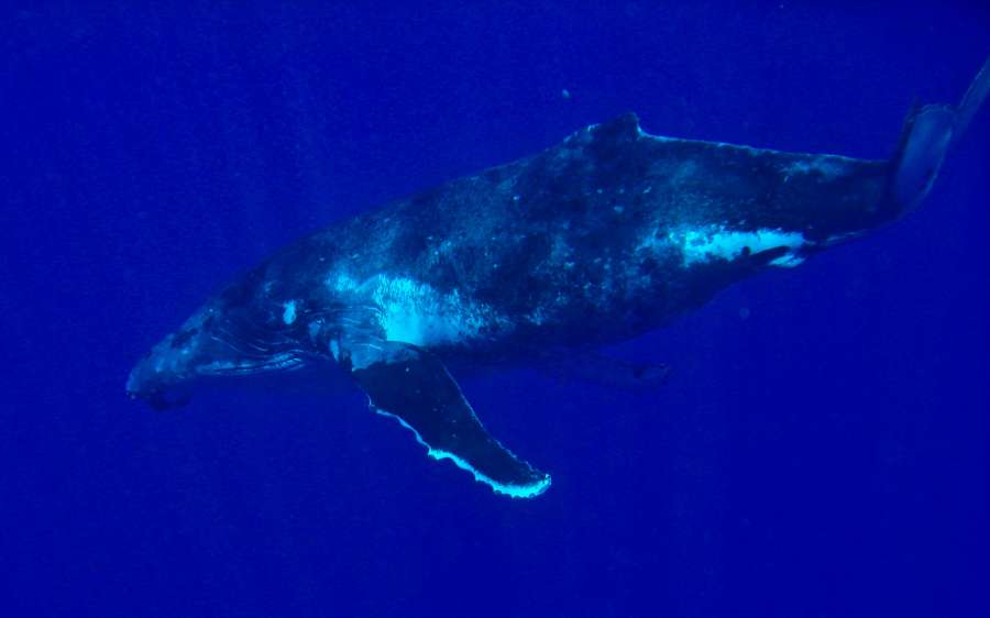 Humpback whales Polynesia
