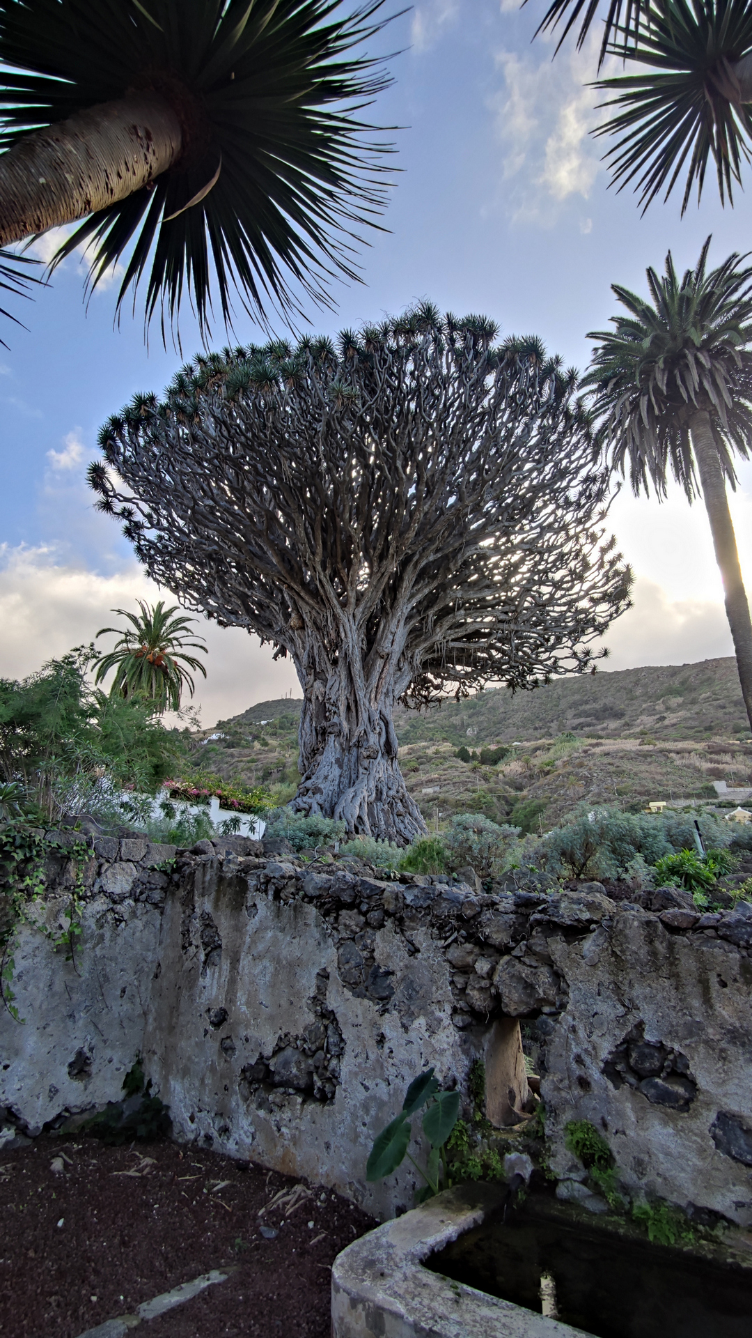 Tenerife Dragon Tree