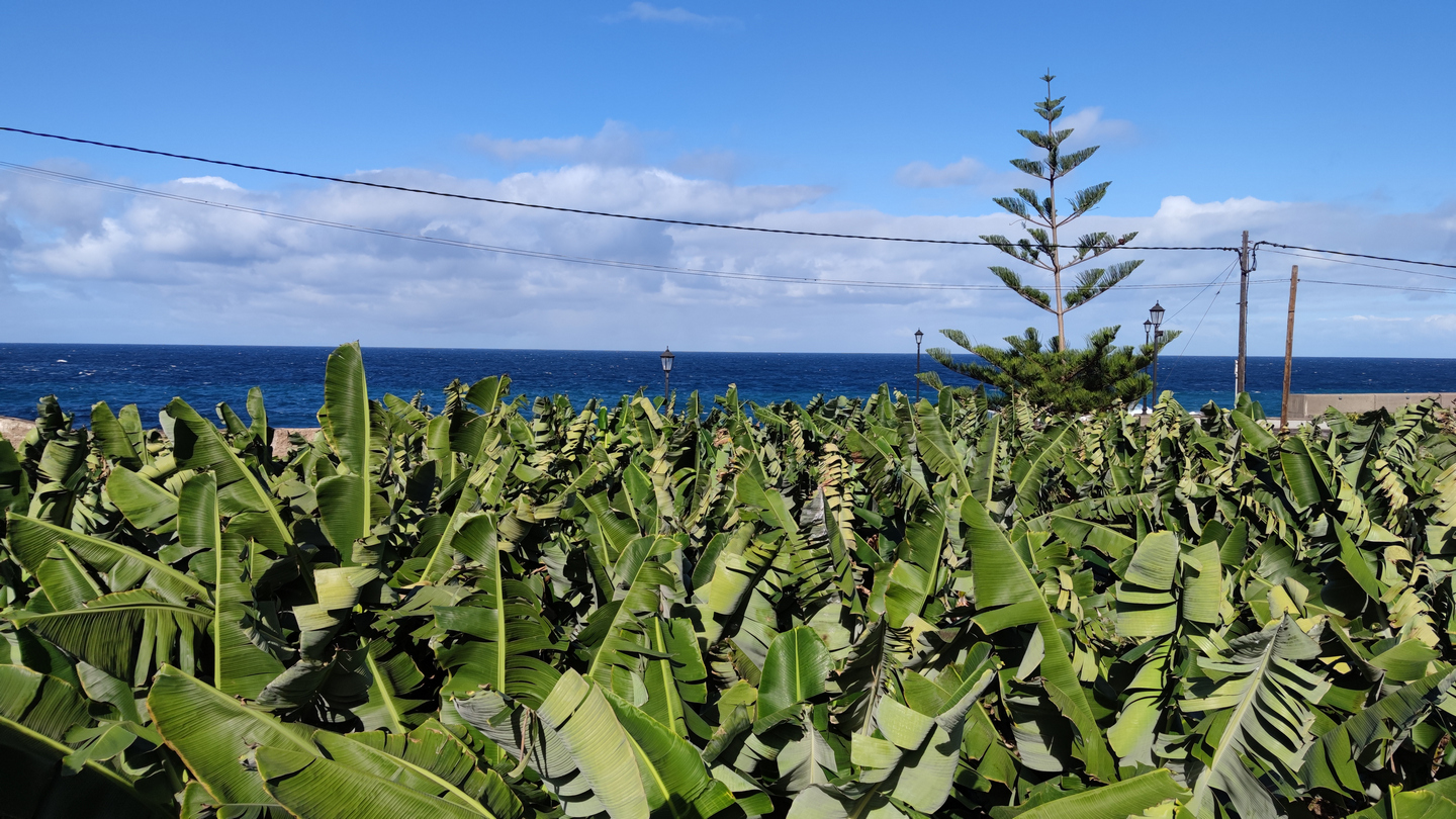 Tenerife banana plantations